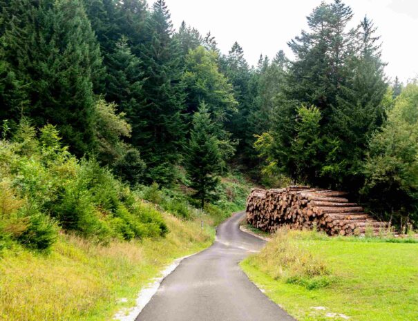 CASA-SANTEL-esterno-prato-strada-bosco